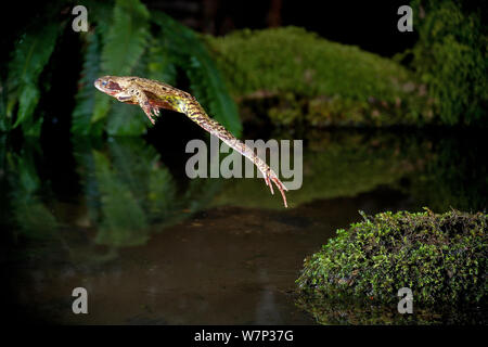 Grasfrosch (Rana Temporaria) springt in einen Teich, kontrollierten Bedingungen, UK. Stockfoto