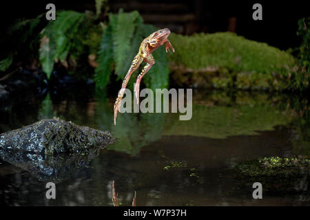 Grasfrosch (Rana Temporaria) springt in einen Teich, kontrollierten Bedingungen, UK. Stockfoto
