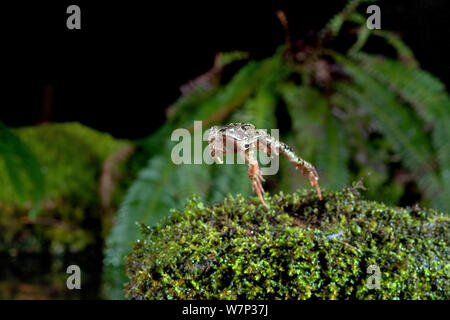 Grasfrosch (Rana Temporaria) springt in einen Teich, kontrollierten Bedingungen, UK. Stockfoto
