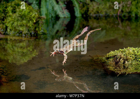 Grasfrosch (Rana Temporaria) springt in einen Teich, kontrollierten Bedingungen, UK. Stockfoto