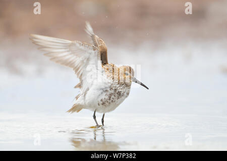 Strandläufer (Calidris alpina) Stretching seine Flügel, nachdem seine Federn waschen, Äußere Hebriden, Schottland, UK, Juni. Stockfoto