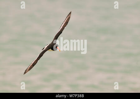 Austernfischer (Haematopus ostralegus) Fliegen über Meer, Äußere Hebriden, Schottland, UK, Juni. Stockfoto