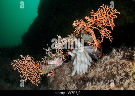 Rosa meer Lüfter/Warty Coral (Eunicella verrucosa) mit angeschlossenen Eier einer Gemeinsamen Kalmare ( Loligo vulgaris), eggcase eines weniger Katzenhai (scyliorhinus Canicula) und Stacheligen Seesterne (Marthasterias glacialis), Lundy Island Marine Schutzzone, Devon, England, UK, Mai. Stockfoto