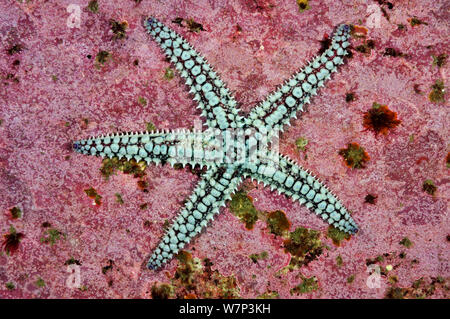 Stachelige Seesterne (Marthasterias glacialis), auf Fels in Crustose Kalkalgen abgedeckt (Corallinaceae), Lundy Island Marine Schutzzone, Devon, England, UK, Mai. Stockfoto