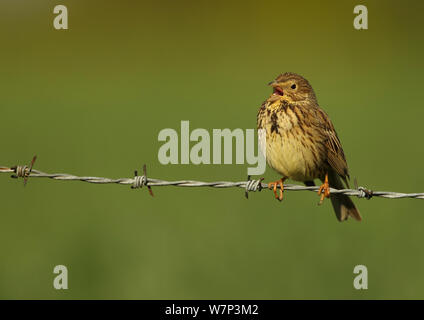 Corn Bunting (Emberiza calandra) auf Stacheldraht singen, Essex, England, UK, Mai thront. Stockfoto