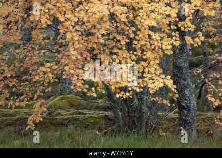 Eberesche (Sorbus aucuparia) im Herbst, Glenfeshie, Cairngorms National Park, Schottland, Großbritannien, Oktober. Stockfoto