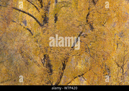 Silver Birch (Betula pendula) bewegen sich in Wind im Herbst, Craigellachie NNR, Cairngorms National Park, Schottland, Großbritannien, Oktober. Stockfoto