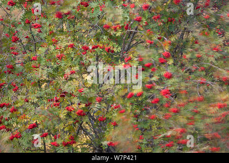 Rowan Tree (Corbus aucuparia) im Wind, mit Beeren, Glenfeshie, Cairngorms National Park, Schottland, Großbritannien, Oktober. Stockfoto