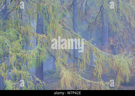 Europäische Lärche (Larix decidua) Bäume im Nebel, Schottland, Großbritannien, Oktober. Stockfoto