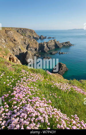 Thrift/Sea rosa (Armeria maritima) blühen auf Klippe, Pembrokeshire Coast National Park, Wales, UK, Mai 2012. Stockfoto