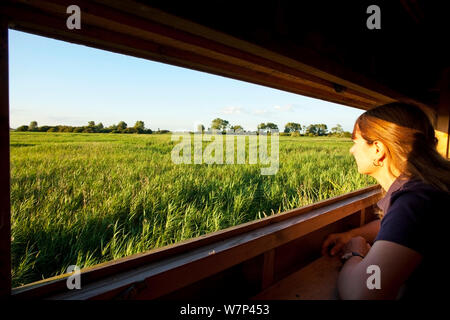 Frau, die aus einer Vogelbeobachtung ausblenden über schilfgebieten, Woodwalton Fen National Nature Reserve, Cambridgeshire, England, Großbritannien, Juli 2012. Stockfoto