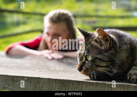 Kopf eines Alert konzentriert Tabby cat Entspannung im Freien auf einem Garten Tisch mit den unscharfen Abbildung einer jungen Frau im Hintergrund Stockfoto