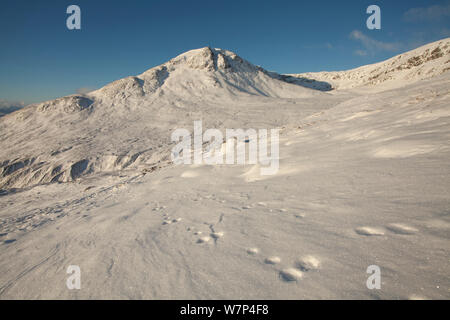 Schneehase Fußspuren im Schnee mit einem Cearcallach im Hintergrund, creag Meagaidh National Nature Reserve, Schottland, UK, Dezember 2010 NICHT FÜR DEN VERKAUF IN ITALIEN BIS ZUM 31. DEZEMBER 2013 Stockfoto