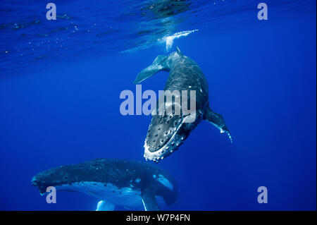 Buckelwale (Megaptera novaeangliae) Kalb mit Mutter im Hintergrund. Tonga, South Pacific, September. Stockfoto