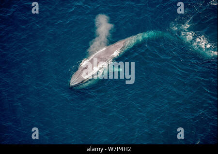Blauwal (Balaenoptera musculus) auf See Oberfläche mit Spray von Blow Hole. Kalifornien, USA. Stockfoto