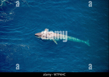 Blauwal (Balaenoptera musculus) auf See Oberfläche mit Spray von Blow Hole. Kalifornien, USA. Stockfoto
