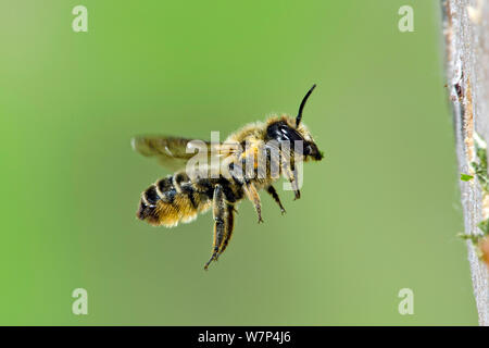 Leafcutter Biene (Megachile willughbiella) in Richtung Insekten im Garten, Hertfordshire, Großbritannien fliegen, August Stockfoto