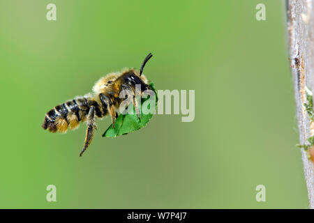 Leafcutter Biene (Megachile willughbiella) fliegen mit geschnittenen Blatt Abschnitt der Dichtung Zucht Zelle in Insekten im Garten, Hertfordshire, UK, August Stockfoto