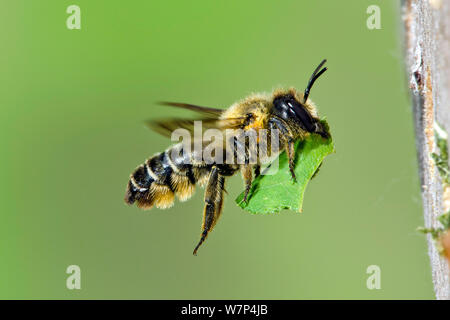 Leafcutter Biene (Megachile willughbiella) fliegen mit geschnittenen Blatt Abschnitt der Dichtung Zucht Zelle in Insekten im Garten, Hertfordshire, UK, August Stockfoto