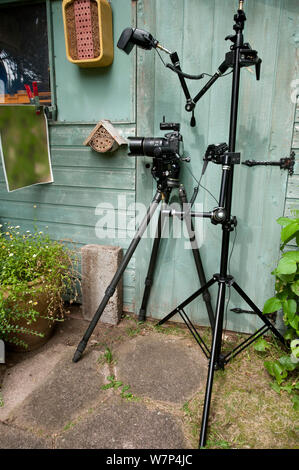 Leafcutter Biene (Megachile willughbiella) Camera Setup zu fotografieren Bienen gegenüber Insekten im Garten, Hertfordshire, Großbritannien fliegen verwendet, August Stockfoto