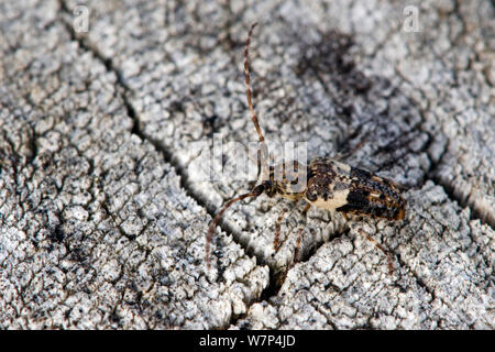 Weniger Thorn - gespitzt Longhorn beetle (Pogonochreus hispidus) Sehr kleine Longhorn Beetle, einen Vogel zu ähneln, fallen camoflage, West Sussex, England, UK, September Stockfoto