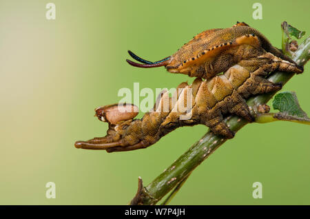 Lobster Moth (Stauropus fagi) 5. instar Larven im typischen defensiven Haltung, UK, August, Captive Stockfoto