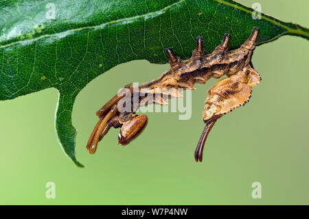 Lobster Moth (Stauropus fagi) Vierte instar Larve im typischen defensiven Haltung, UK, August, Captive Stockfoto