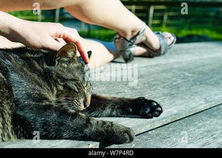 Frau Streichelte den Kopf Ihrer tabby Katze, als sie zusammen im Freien auf einem alten Holztisch im Garten im Sommer Sonnenschein in Nahaufnahme auf Stockfoto