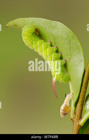 Priwet tabakschwärmer (Sphinx ligustri) Third instar Larve in nur Haut aus 2. instar, Großbritannien, Juli abgeworfen, Captive Stockfoto