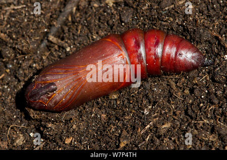 Priwet tabakschwärmer (Sphinx ligustri) Puppe auf Boden, UK, September, Captive Stockfoto