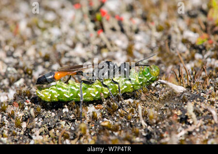 Sand Wasp (Ammophila pubescens) Durchführung gelähmt Caterpillar der schönen gelben Underwing Motte (Anarta myrtilli) zurück zu graben, Surrey, UK, August Stockfoto