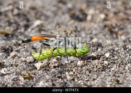 Sand Wasp (Ammophila pubescens) Durchführung gelähmt Caterpillar der schönen gelben Underwing Motte (Anarta myrtilli) zurück zu graben, Surrey, UK, August Stockfoto