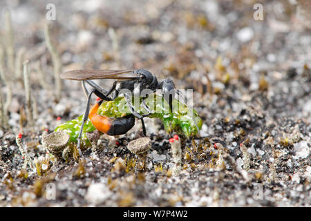 Sand Wasp (Ammophila pubescens) stechen Caterpillar der schönen gelben Underwing Motte (Anarta myrtilli), Surrey, UK, August Stockfoto