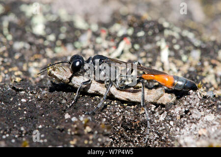 Sand Wasp (Ammophila pubescens) Durchführung gelähmt Caterpillar der Gemeinsamen Heide Motte (Ematurga atomaria) zurück zu graben, Surrey, UK, August Stockfoto