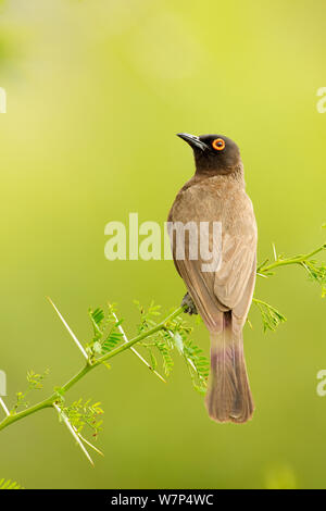 African red-eyed bulbul (Pycnonotus Brunneus) Porträt, Karoo, Südafrika, Februar Stockfoto