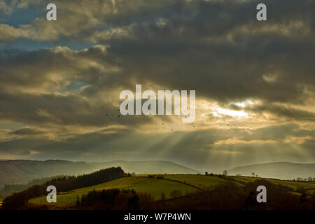 Rotmilan (Milvus milvus) große Herde im Flug über Hügel bei Dämmerung, Mid Wales, Großbritannien, Februar Stockfoto