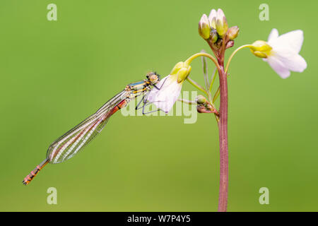 Große rote damselfly (Pyrrhosoma nymphula), neu entstanden, ruht auf wiesenschaumkraut (Cardamine pratensis), Broxwater, Cornwall, UK. August 2012. Stockfoto