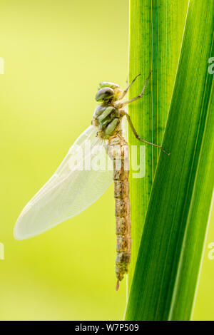 Southern Hawker Dragonfly (Aeshna cyanea) Frisch entstanden im Water's Edge, Broxwater, Cornwall, UK. Juli Stockfoto