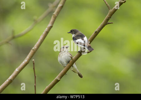Pied schopftyrann (Ficedula 'So Sweet) erwachsene Männchen (rechts) und Frau in den Wald. Wales, UK, Mai. Stockfoto