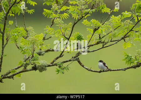 Pied schopftyrann (Ficedula 'So Sweet) männlichen Erwachsenen. Wales, UK, Mai. Stockfoto