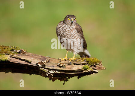 Sperber (Accipiter nisus) Jugend männlich. Schottland, UK, März. Stockfoto