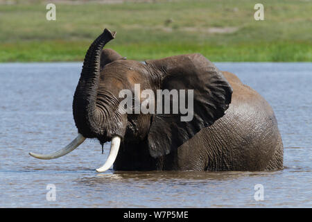 Afrikanischer Elefant (Loxodonta africana) männlichen Spielen im Wasser. Amboseli National Park, Kenia. Stockfoto