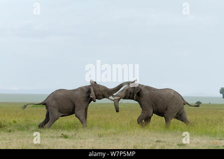 Afrikanischer Elefant (Loxodonta Africana) Männer kämpfen. Masai Mara Game Reserve, Kenia. Stockfoto