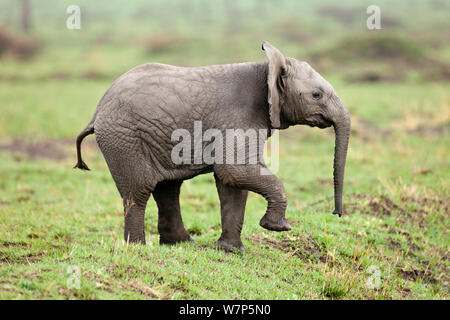 Afrikanischer Elefant (Loxodonta africana) Baby spielt. Masai-Mara Game Reserve, Kenia. Stockfoto