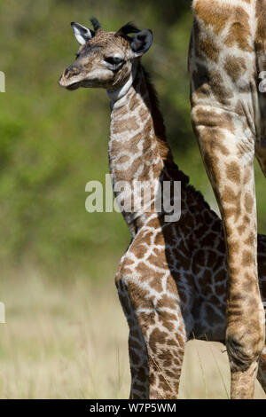 Masai Giraffe (Giraffa cameleopardalis tippelskirchi), Baby, Masai-Mara Game Reserve, Kenia. Stockfoto