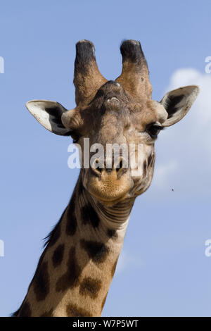 Masai Giraffe (Giraffa cameleopardalis tippelskirchi), hed Portrait. Masai-Mara Game Reserve, Kenia. Stockfoto