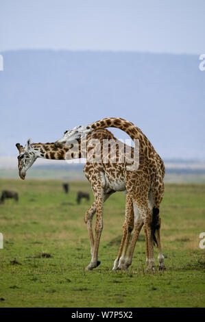 Masai-Giraffe (Giraffa Plancius Tippelskirchi), Männchen kämpfen. Masai Mara Wildreservat, Kenia. Stockfoto