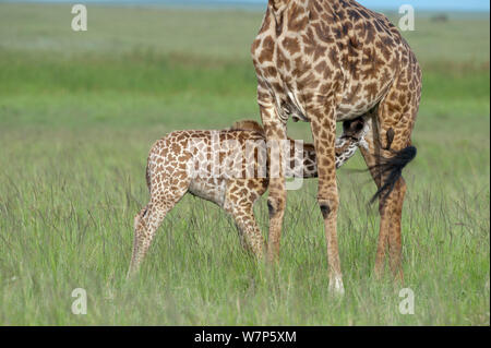 Masai Giraffe (Giraffa Camelopardalis tippelskirchi), jungen Saugen bei der Mutter. Masai-Mara Game Reserve, Kenia. Stockfoto