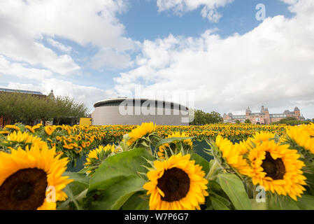 Sonnenblumen in das Van Gogh Museum, Amsterdam Stockfoto