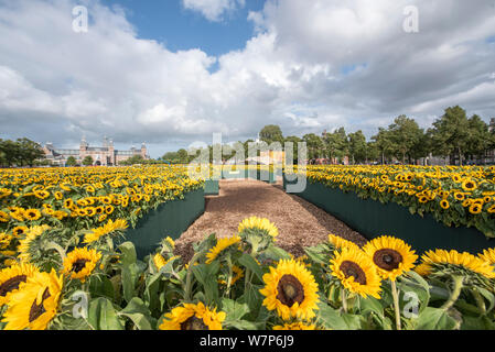 Sonnenblumen in das Van Gogh Museum, Amsterdam Stockfoto